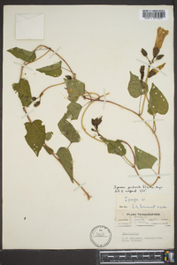 Ipomoea pandurata image