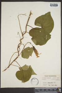 Ipomoea pandurata image