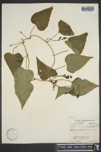 Ipomoea pandurata image