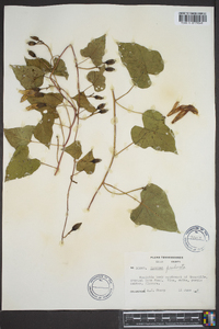 Ipomoea pandurata image