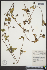 Ipomoea pandurata image