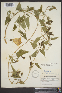 Ipomoea pandurata image