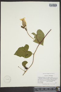 Ipomoea pandurata image