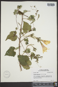 Ipomoea pandurata image