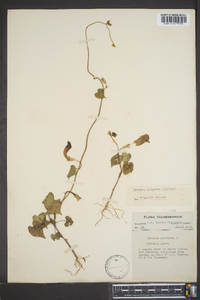 Ipomoea purpurea image