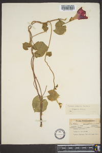 Ipomoea purpurea image