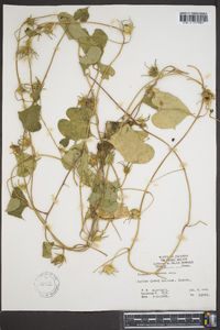 Ipomoea hederacea image