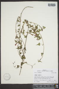 Ipomoea lacunosa image