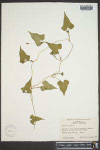 Ipomoea lacunosa image