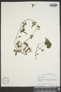 Ipomoea lacunosa image