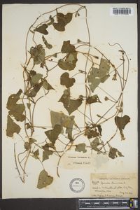 Ipomoea lacunosa image