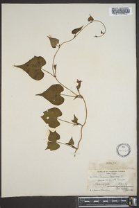 Ipomoea lacunosa image