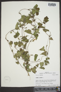 Ipomoea lacunosa image