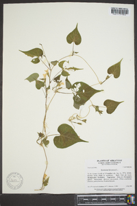 Ipomoea lacunosa image