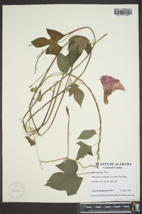 Ipomoea indica image