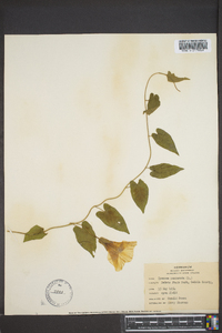 Ipomoea pandurata image