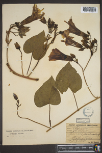 Ipomoea pandurata image