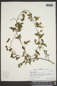 Ipomoea pandurata image