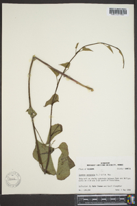 Ipomoea pandurata image