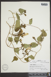 Ipomoea pandurata image