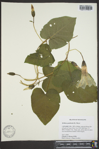 Ipomoea pandurata image