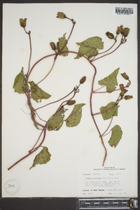Ipomoea pandurata image
