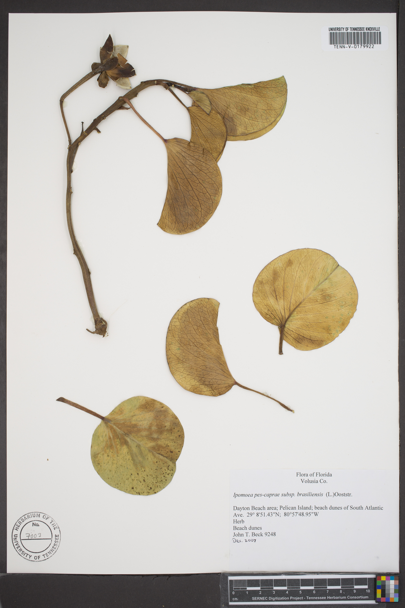 Ipomoea pes-caprae subsp. brasiliensis image