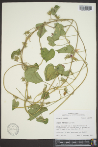 Ipomoea purpurea image