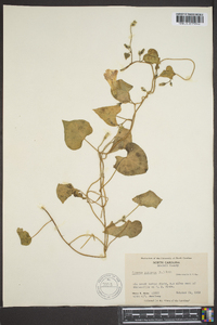 Ipomoea purpurea image