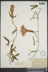 Ipomoea sagittata image