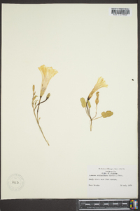 Ipomoea imperati image