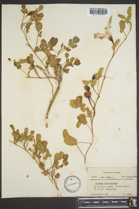 Ipomoea imperati image