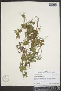 Ipomoea trichocarpa image