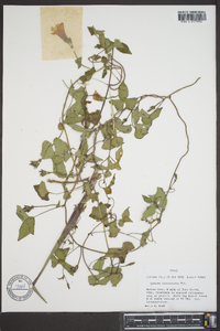 Ipomoea trichocarpa image