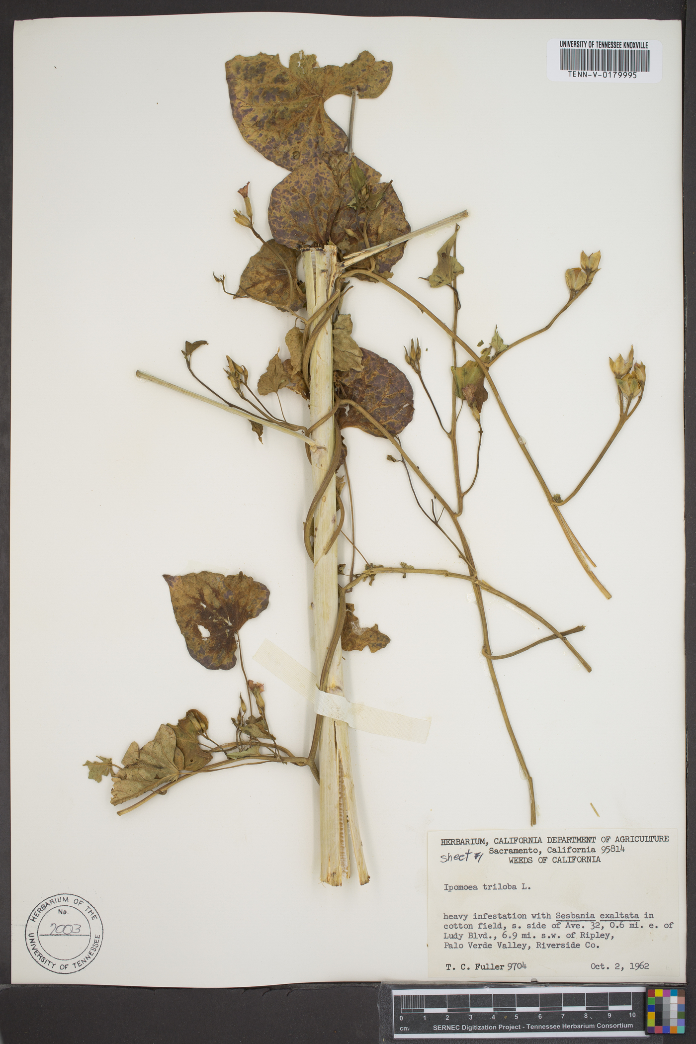 Ipomoea trifida image