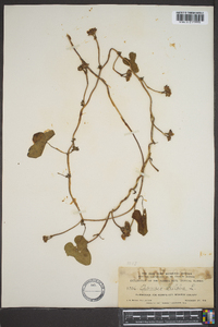 Ipomoea trifida image