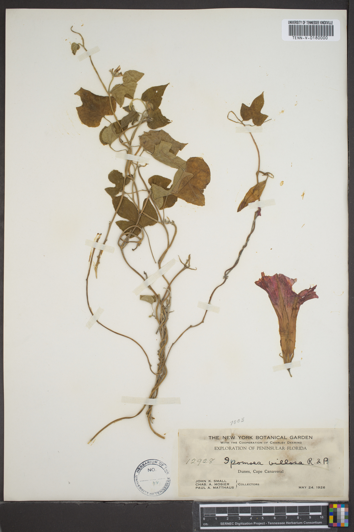 Ipomoea villosa image
