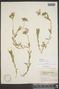 Phlox amoena image