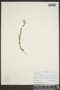 Phlox amoena image