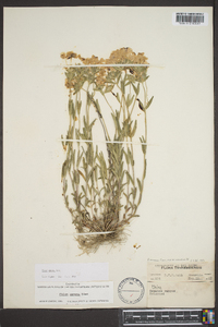 Phlox amoena image