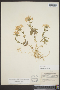 Phlox amoena image