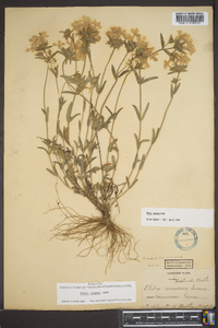 Phlox amoena image