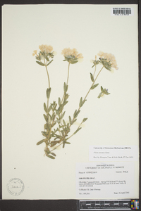 Phlox amoena image
