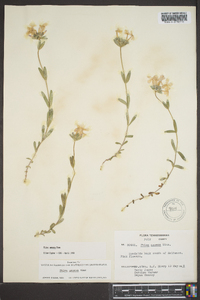 Phlox amoena image