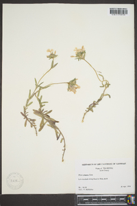 Phlox amoena image