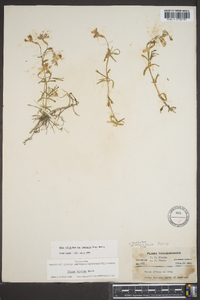 Phlox bifida image