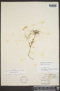 Phlox bifida subsp. stellaria image