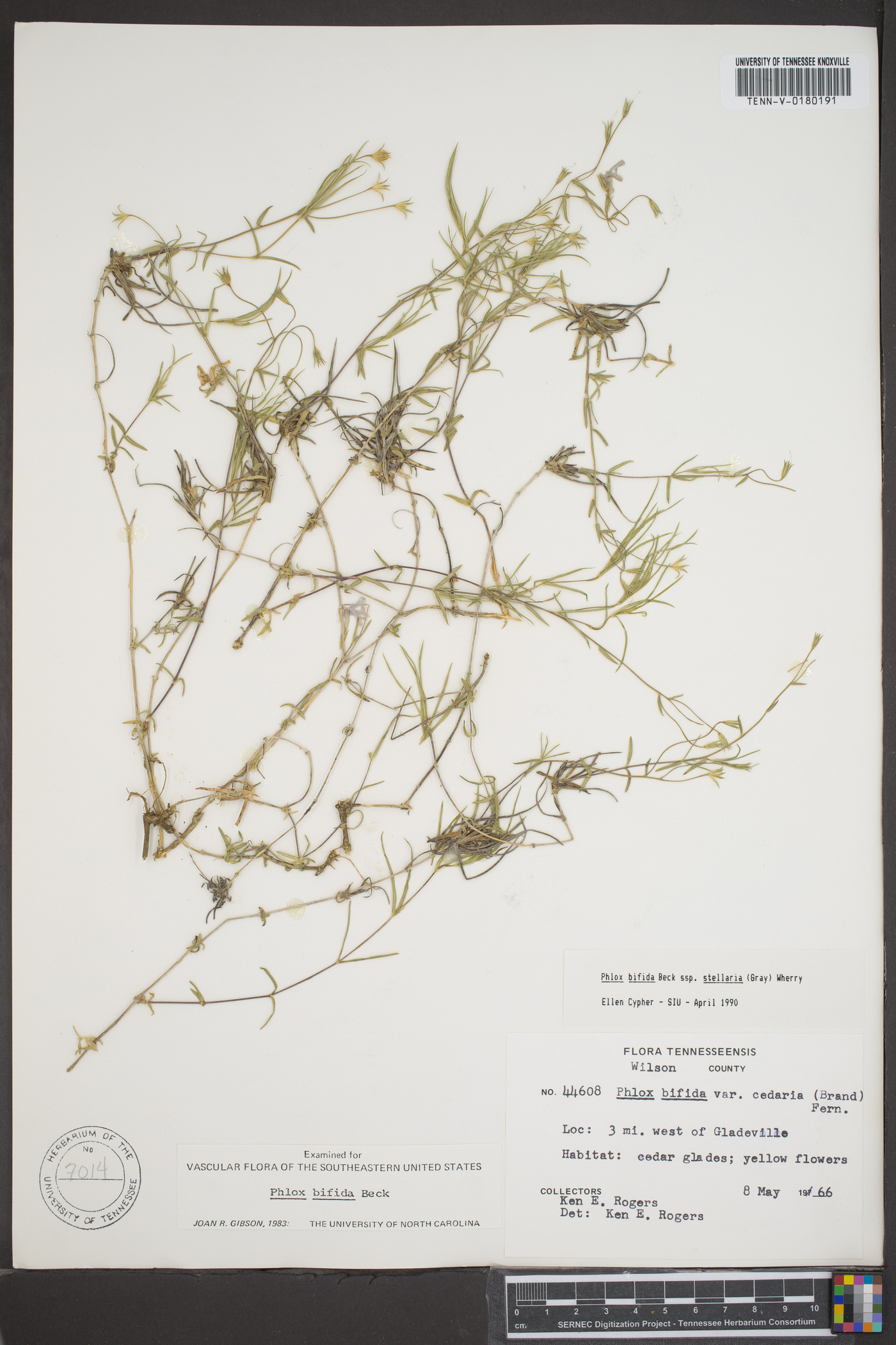 Phlox bifida subsp. stellaria image