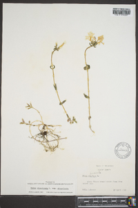 Phlox divaricata subsp. divaricata image