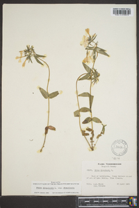 Phlox divaricata subsp. divaricata image